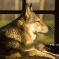 Tsjechoslowaakse Wolfhond