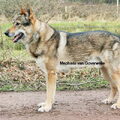 Tsjechoslowaakse Wolfhond