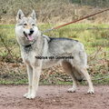Tsjechoslowaakse Wolfhond