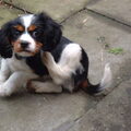 Cavalier King Charles Spaniel