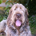 Spinone Italiano
