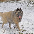 Tervuerense Herder