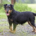 Duitse Jachtterrier