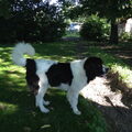 Landseer ECT