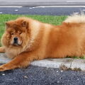 Chow chow