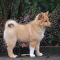 IJslandse Hond