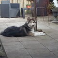 Alaskan Malamute