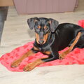 Duitse Pinscher