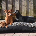 Duitse Pinscher