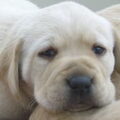 Labrador