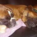 Boxer