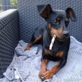 Dwergpinscher
