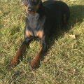 Dwergpinscher