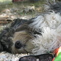 Bearded Collie