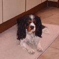King Charles Spaniel