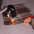 King Charles Spaniel