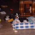 King Charles Spaniel