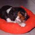King Charles Spaniel