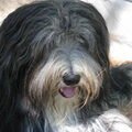 Bearded Collie