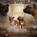 DogWolluk