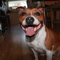 DogWolluk