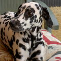 Dalmatische hond