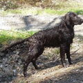 Flatcoated Retriever