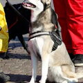Siberian Husky