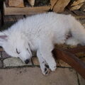 White Swiss Shepherd Dog