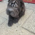 Shar Pei