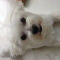 Bichon Frise