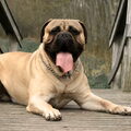Bullmastiff
