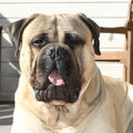 Bullmastiff