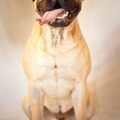 Bullmastiff