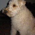 Lakeland Terrier