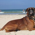 Boxer