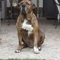 Fila Brasileiro