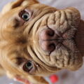 Bordeauxdog