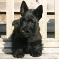 Schotse Terrier