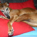 Whippet