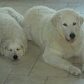 Kuvasz