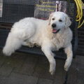 Kuvasz
