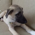 Kangal