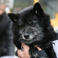Schipperke