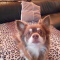 Chihuahua, langhaar