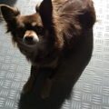Chihuahua, langhaar