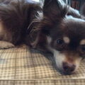 Chihuahua, langhaar