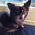 Chihuahua, langhaar