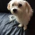 Maltezer