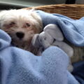 Maltezer